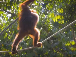 Semmengoh Orangutan Rehabilitation Centre