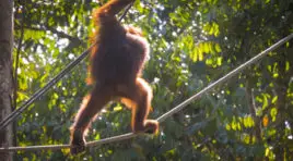 Semenggoh Orangutan Rehabilitation Centre [Video]