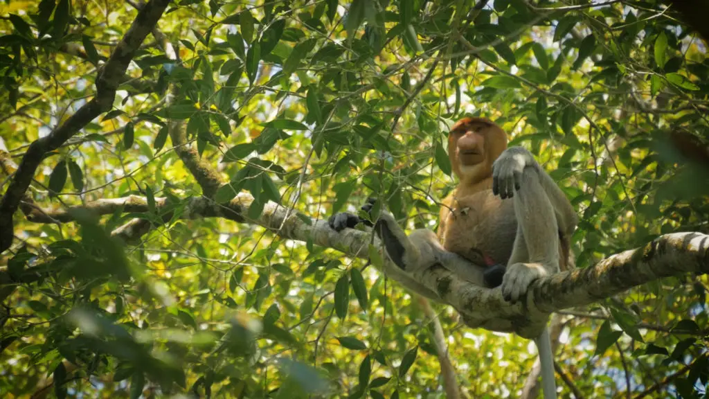 Bako National Park Proboscis Monkeys
